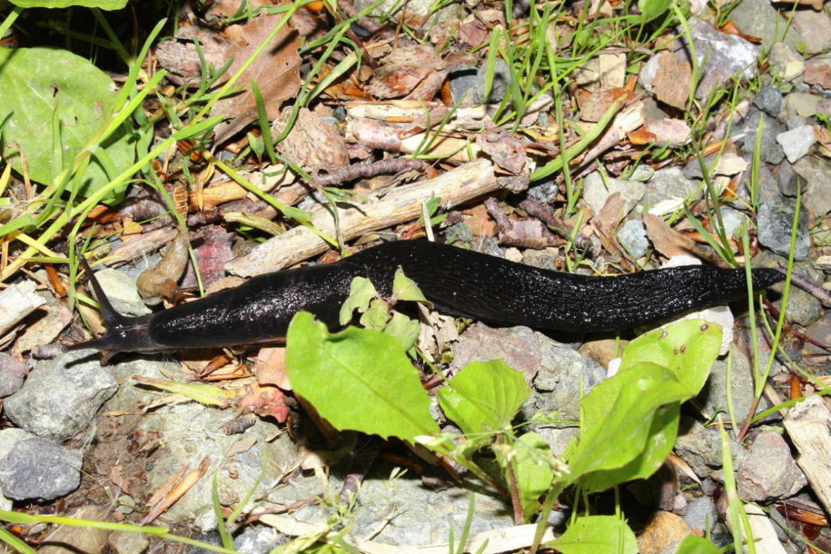 Limax doriae da Rocca dAveto (GE)